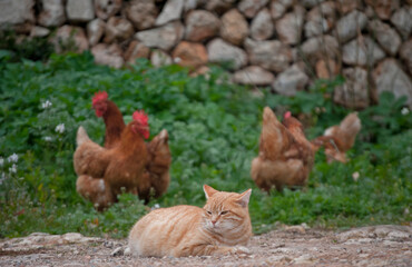 Gata en la naturaleza con gallinas criadas en libertad