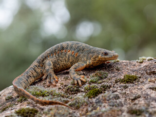 Gallipato
Pleurodeles waltl