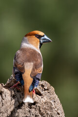 Macho de picogordo
Coccothraustes coccothraustes
