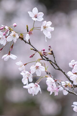 Beautiful Yoshino Sakura Cherry Blossom is blooming with sprout in Alishan National Forest Recreation Area in Taiwan.