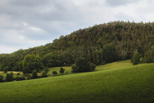 Healthy forest territory in germany in the summertime Greens Field Spruce Pine Gras