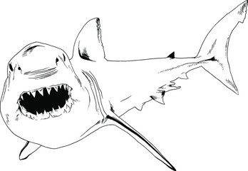 the attacking great white shark with a snarling mouth painted by hand on a white background separated tattoo