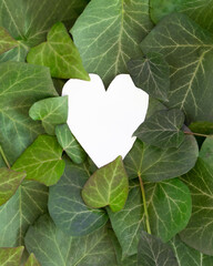 White heart in the middle of fresh green leaves. Valentine love idea. Aesthetic spring design