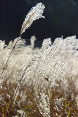 frost on the branches