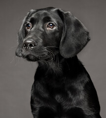 Portrait of a 4 month, 16 week old black Labrador puppy isolated against a dark grey background. UK