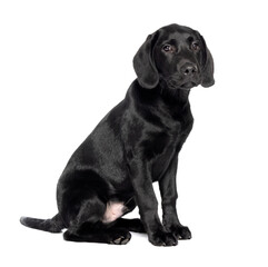 Full length shot of a 4 month 16 week old black Labrador puppy isolated against a white background. 