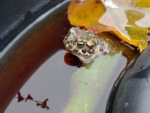 frog in the pond