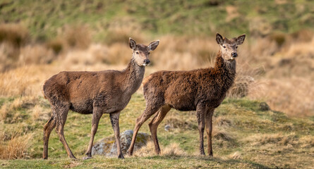 Two Red deer close up on moorland in Scotland
