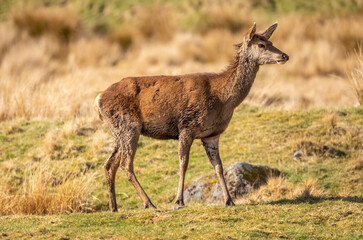 Naklejka na ściany i meble Red deer close up on moorland in Scotland