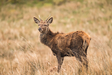 Red deer juvenile stag close up on moorland in Scotland