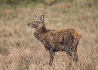 Red deer juvenile stag close up on moorland in Scotland