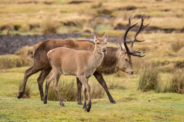 Naklejka na ściany i meble Two Red deer close up on moorland in Scotland