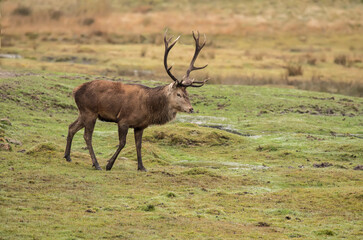 Red deer stag close up on moorland in Scotland