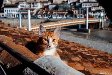 wild cat living in Albania