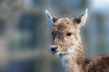 Roe Deer juvenile with its tongue out, portrait, close up in Scotland in the spring time