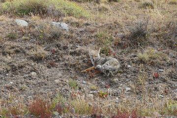 Patagonian Gray Fox in the Park of Torres del Paine, Chile