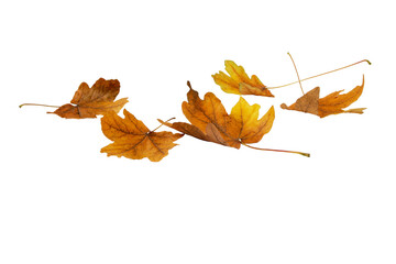 Brown dry maple fallen leaves isolated on white.