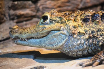 head of a crocodile