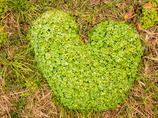 カタバミのハート
