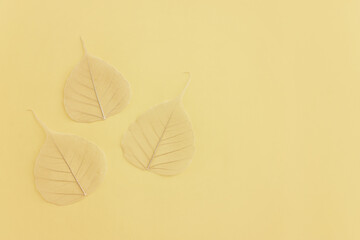 White transparent and delicate skeleton leaves over pastel background