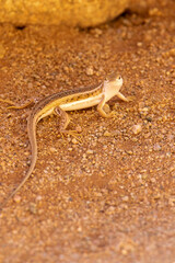 Lizard in Namibia