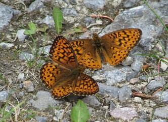 butterflys on the floor (macro, detail)