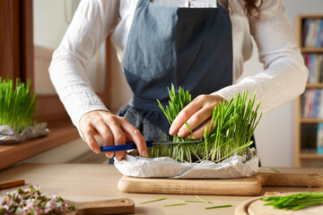 Woman harvesting freshly grown barley grass