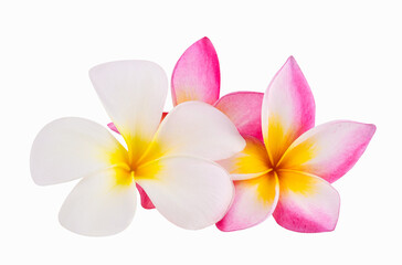 Naklejka premium Frangipani flowers isolated on white background
