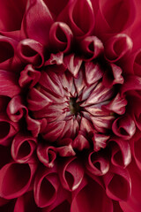 close up of red dahlia flower