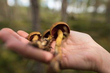 Close up of hand holding fresh mushrooms in forest with soft green background