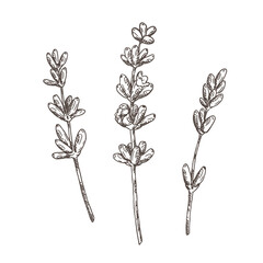 Lavender flowers set. Botanical hand drawn illustration.