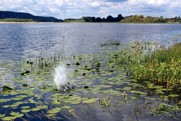 splash splashes on the river