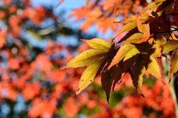 Roter Ahorn im Herbst