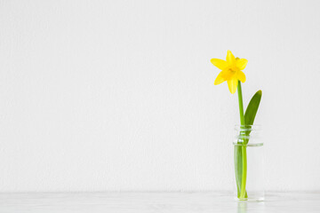 One fresh yellow narcissus with green leaf in glass vase on shelf at light gray wall background. Empty place for inspirational, emotional, sentimental text, lovely quote or sayings. Front view.