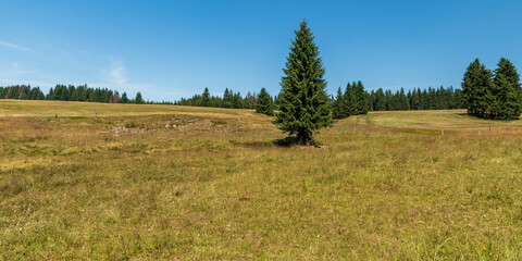 Mountain meadow with trees and forest on the background in summer Krusne hory mountains in Czech republic
