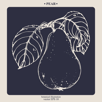 Vector hand darwn pear. Eps 10 botanical illustration