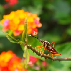 bug on the flower