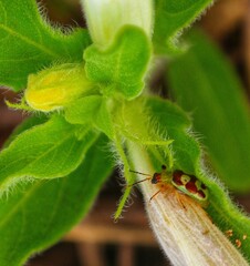 beetle on the leaf