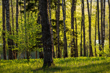 Picturesque birch grove on a May day