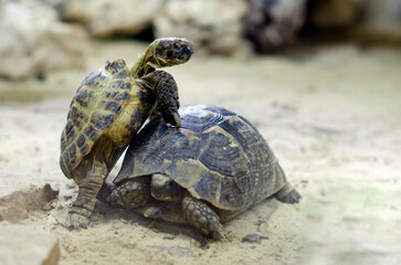 Two turtles in the zoo.The turtle hid. The turtle looks