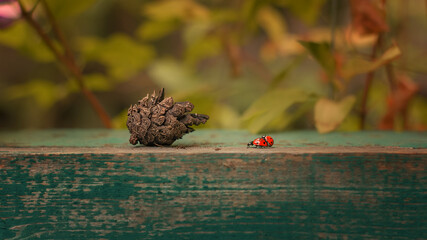 Two red ladybugs travel along the wooden railing.