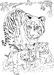 childrens coloring book tiger and cubs vector