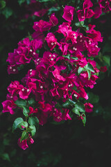 Blooming pelargonium