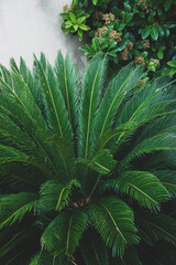 Fototapeta premium Sago palm leaves (Cycas revoluta). Green pattern, abstract tropical background
