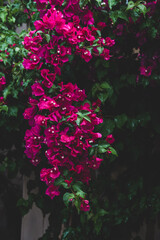Beautiful colorful bougainvillea flowers blossom. Selective focus