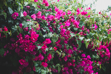 Obraz premium Beautiful colorful bougainvillea flowers blossom. Selective focus