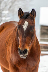 horse in the snow