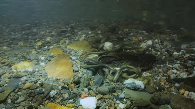 Spawning European brook river lamprey, Underwater footage of Lampetra planeri, frashwater species that exclusively inhabits freshwater environments. Lamprey in the clean mountain river holding gravel.