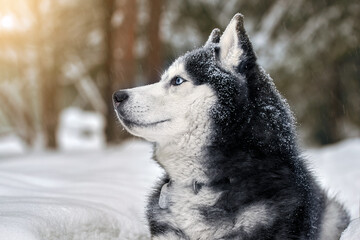 Naklejka premium Portrait magnificent Siberian husky dog with blue eyes. Husky dog in sunny winter forest lies on the snow.