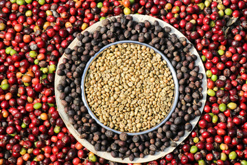 Circle and step of coffee bean from raw to ripe, Circle of robusta coffee berries till harvest